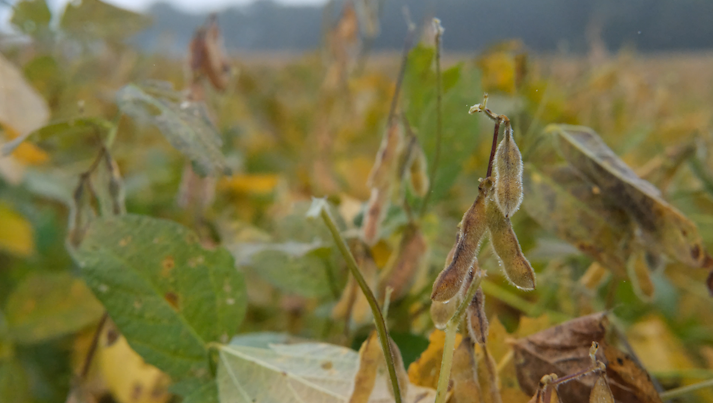 Delmarva soybean farmers sound the alarm on tariffs